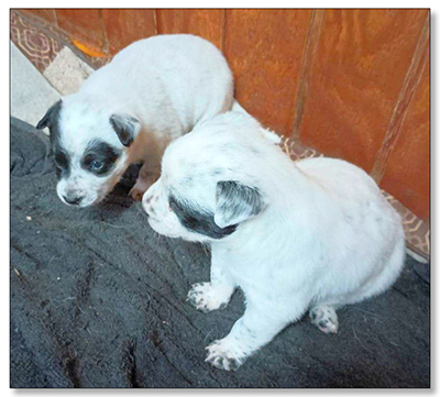 AUSTRALIAN CATTLE DOG PUPS For Sale!