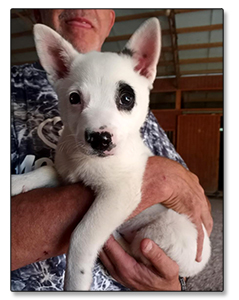 AUSTRALIAN CATTLE DOG PUPS For Sale!