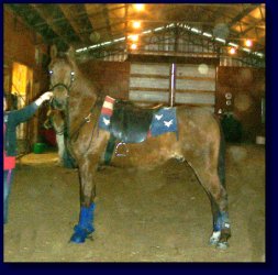 Copper, American Saddlebred Pleasure/Academy or Superior Lesson Horse