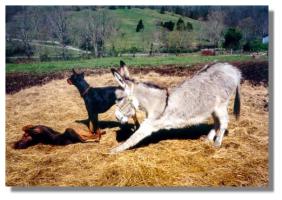 Taxi and Friends (14,686 bytes)