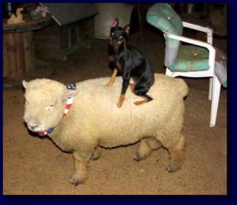 Lisa Marie, daughter of Tiny Elvis, riding Porkchop!!