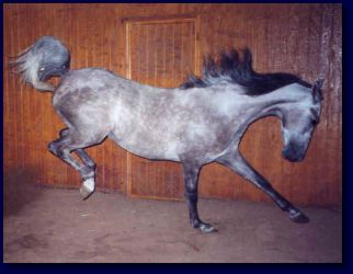 We give our horses "playtime"