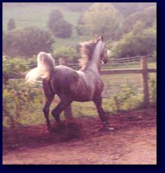 We give our horses "playtime"