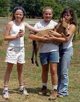 miniature molly hinny